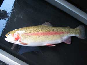 Lachsforelle